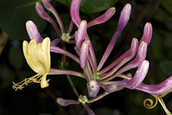 lonicera etrusca thumbnail graphic